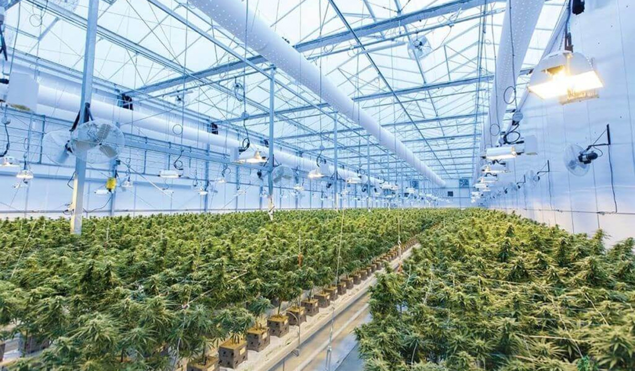 Cannabis plants thriving in a controlled greenhouse environment
