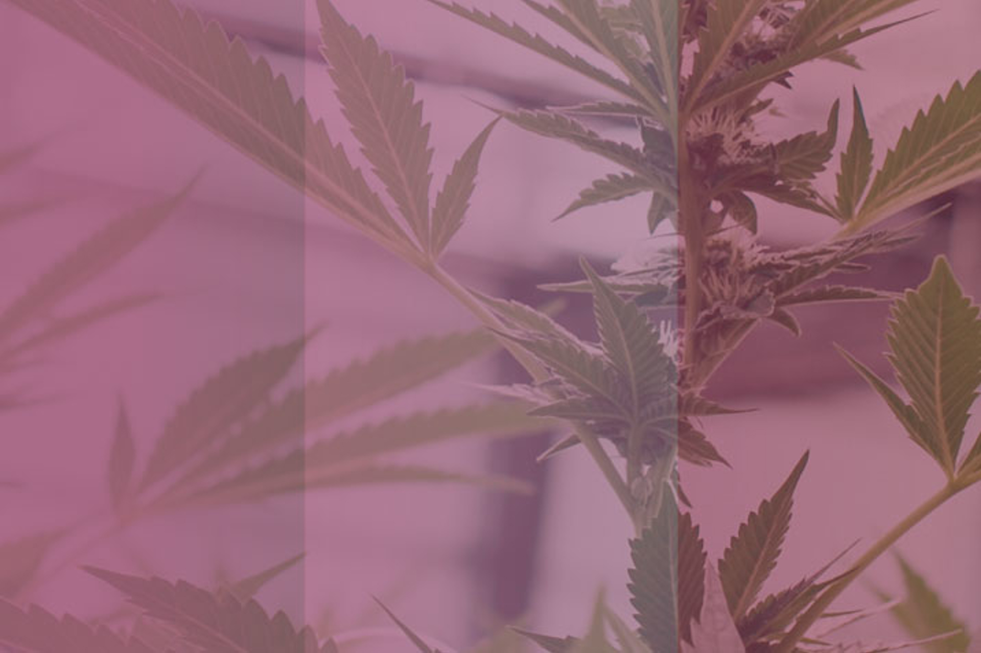 Greenhouse Cannabis Cultivation in Italy: Regulations and Opportunities