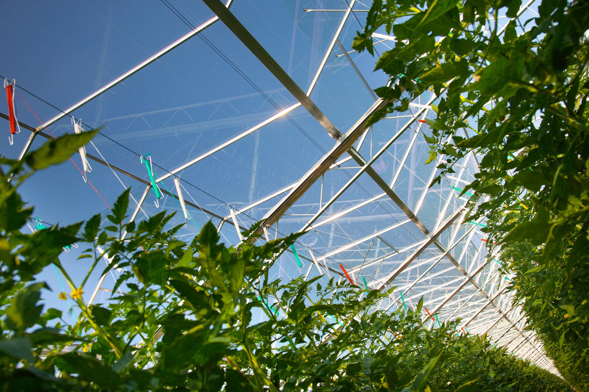 Glass roof, steel structure and growing canopy inside a commercial greenhouse