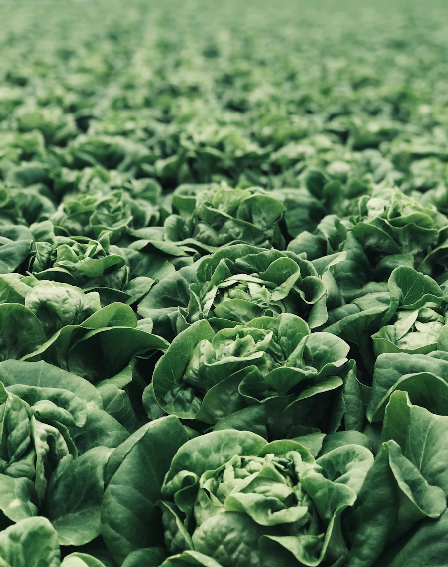 Lettuce growing in rows
