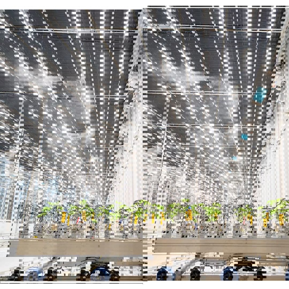 High-pressure fogging system for cannabis cultivation