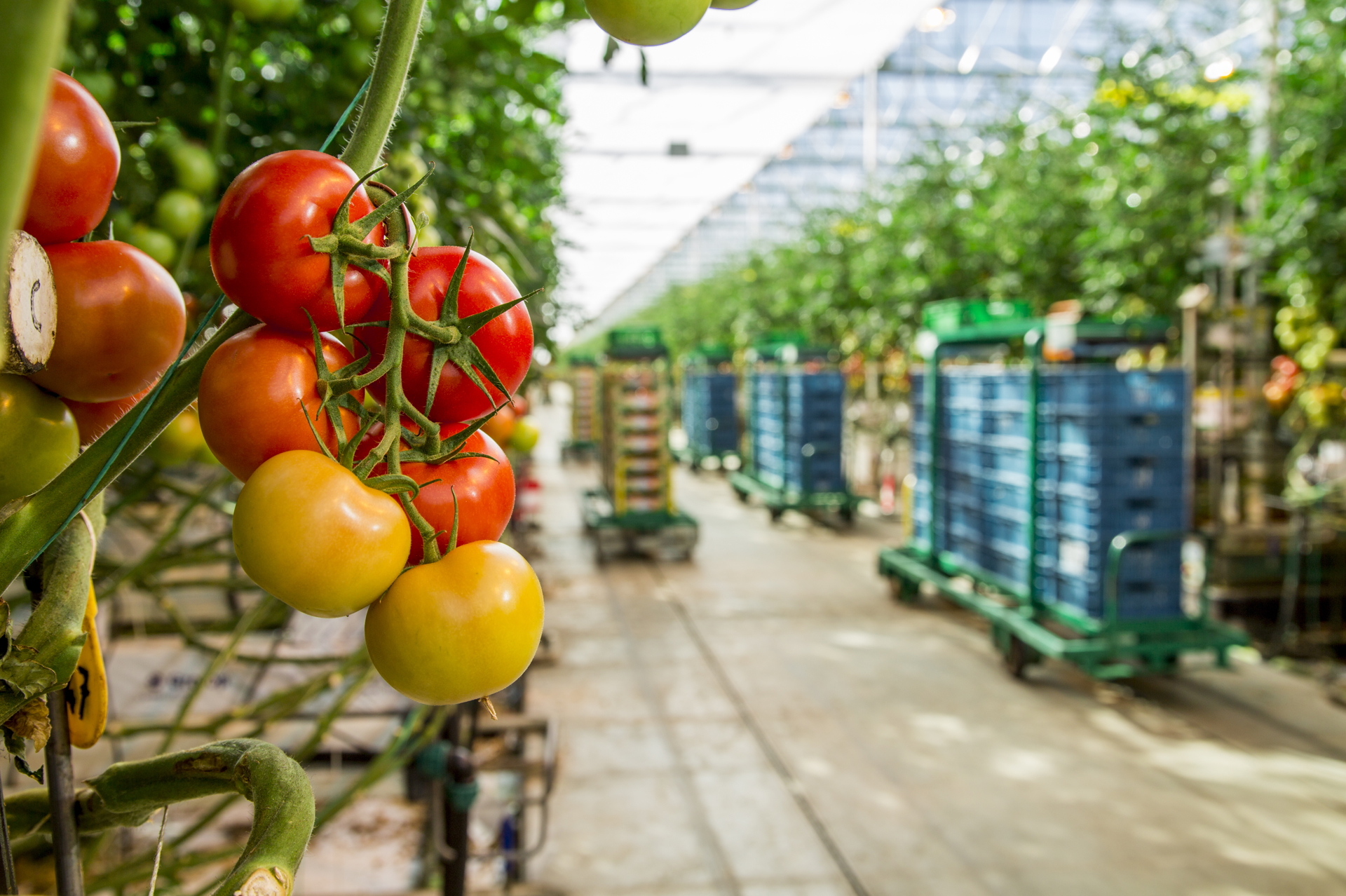 Tomatoes On The Vine Dutchgreenhouses