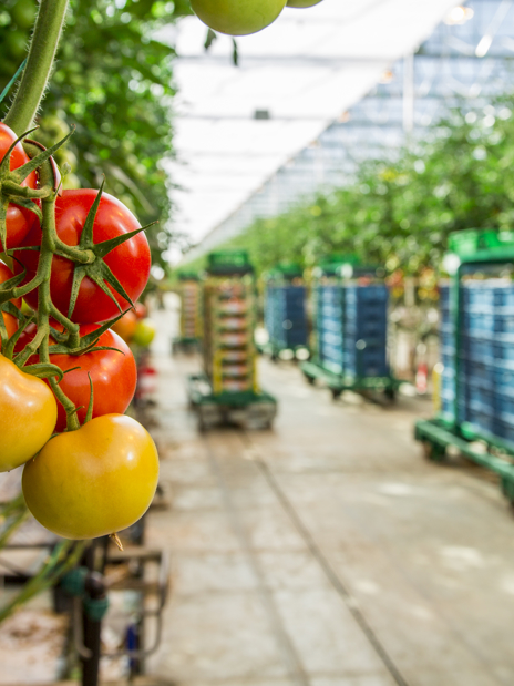 Tomatoes On The Vine Dutchgreenhouses