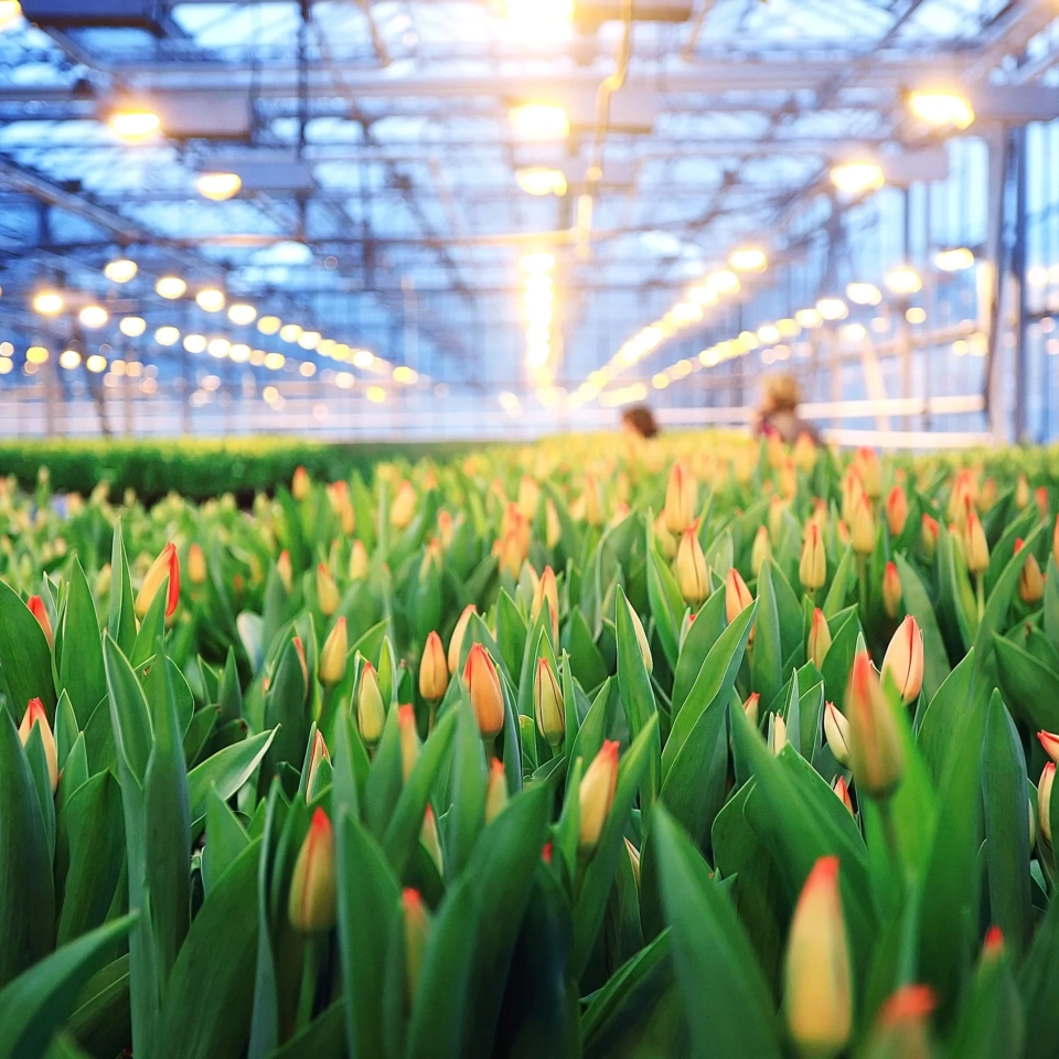 Tulips Greenhouse