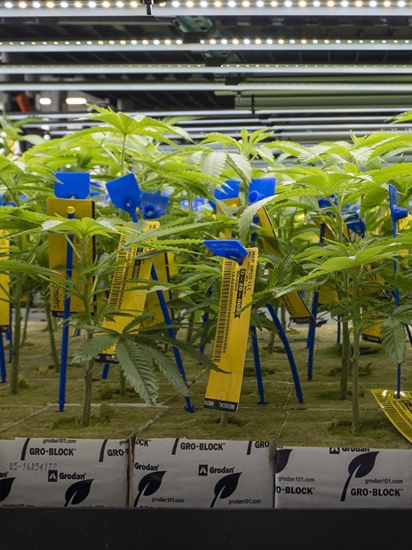 Clone room for cannabis propagation in greenhouse facility