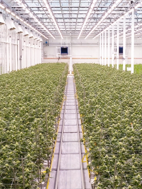 Flowering room for cannabis cultivation in greenhouse facility