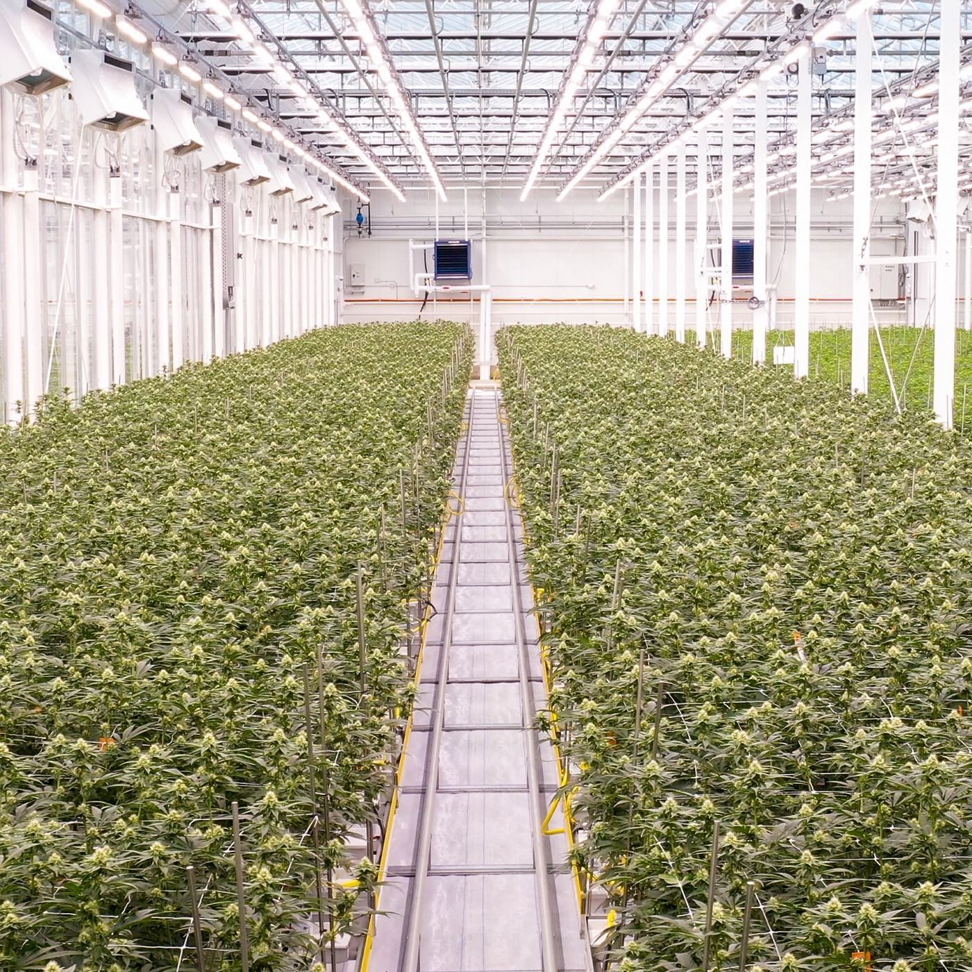 Flowering room for cannabis cultivation in greenhouse facility
