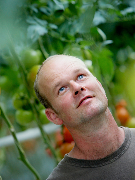 greenhouse with tomatoes