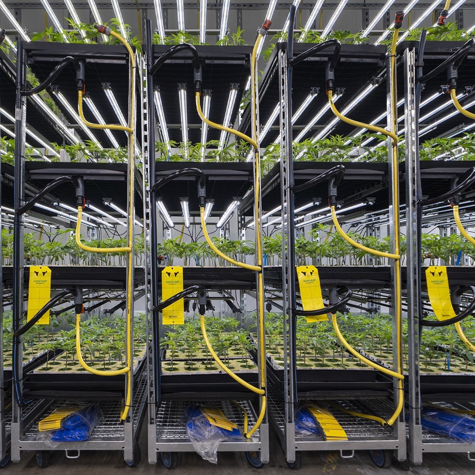 Trays of cannabis clones in a greenhouse nursery