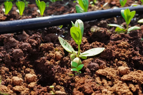 Lisianthus Shoot