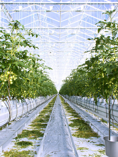 Greenhouse tomoatoes constructor