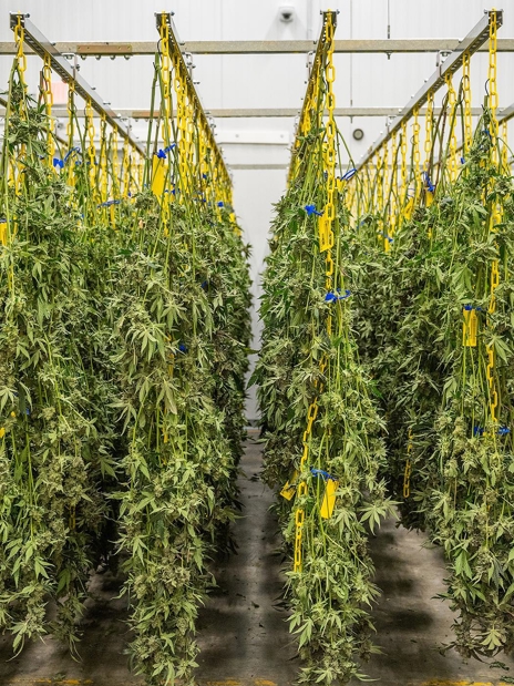 Drying room for cannabis harvest in greenhouse facility
