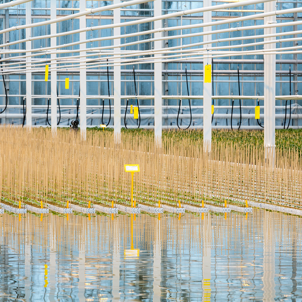 Ebb Flood in greenhouse