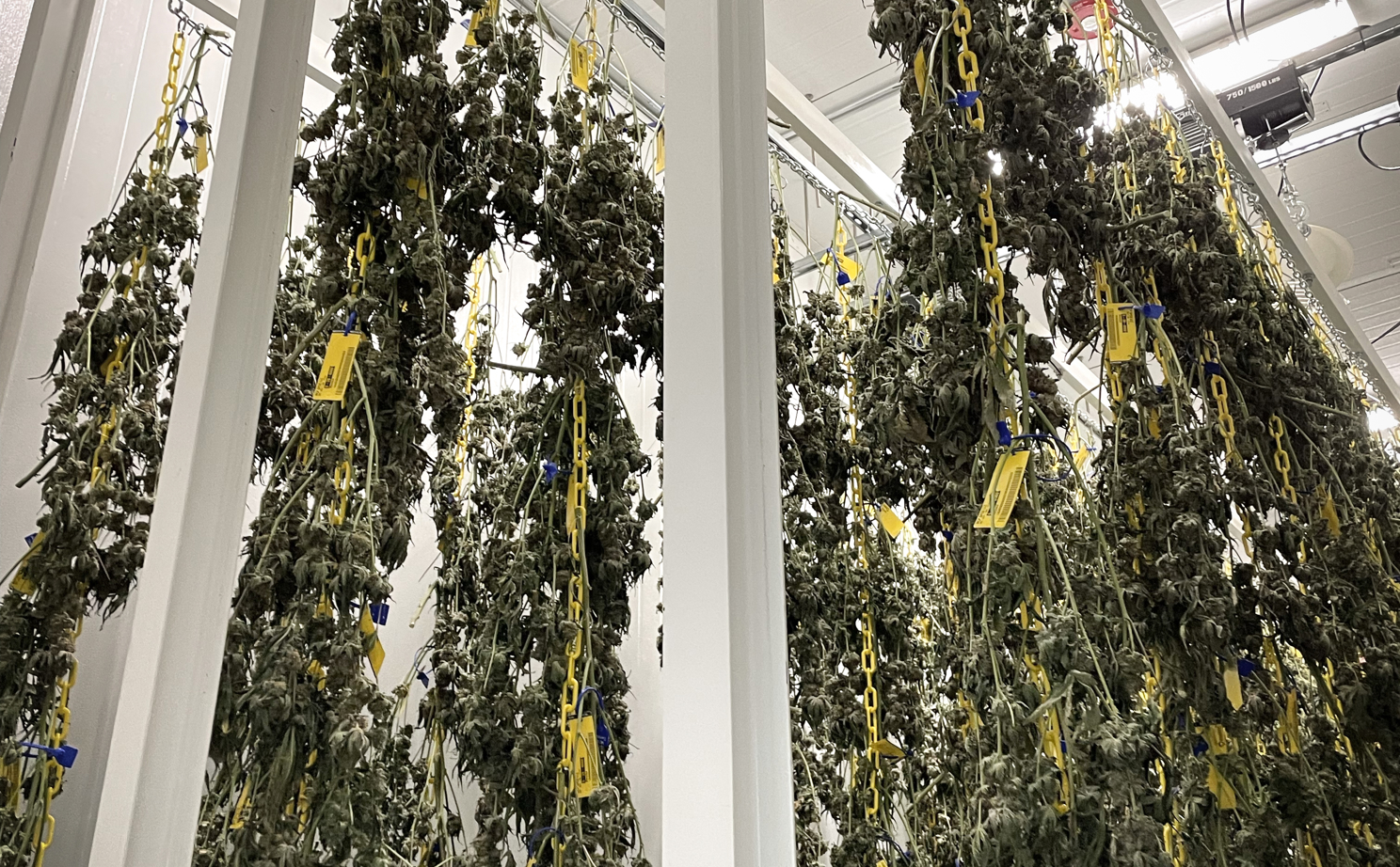 Dry Room for Cannabis Drying and Curing