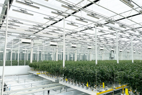 Interior of a cannabis grow facility with controlled environment