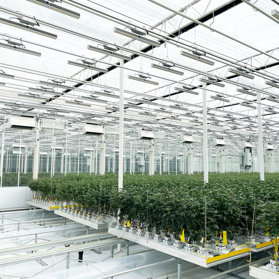 Interior of a cannabis grow facility with controlled environment