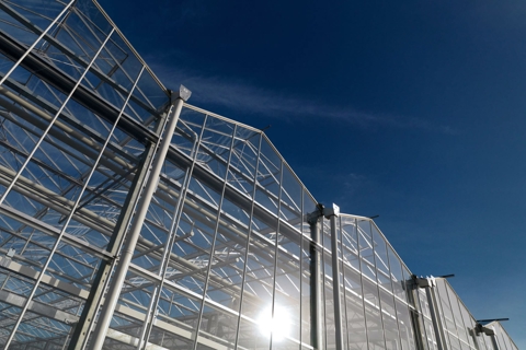 Dutch Greenhouses