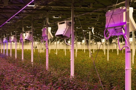 Horticooler Greenhouse: Enhancing Climate Control for Optimal Growth