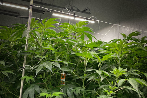 Mother room for cannabis cultivation in greenhouse facility