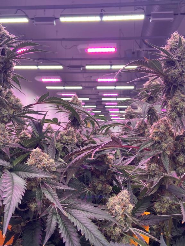 Mother room for cannabis cultivation in greenhouse facility