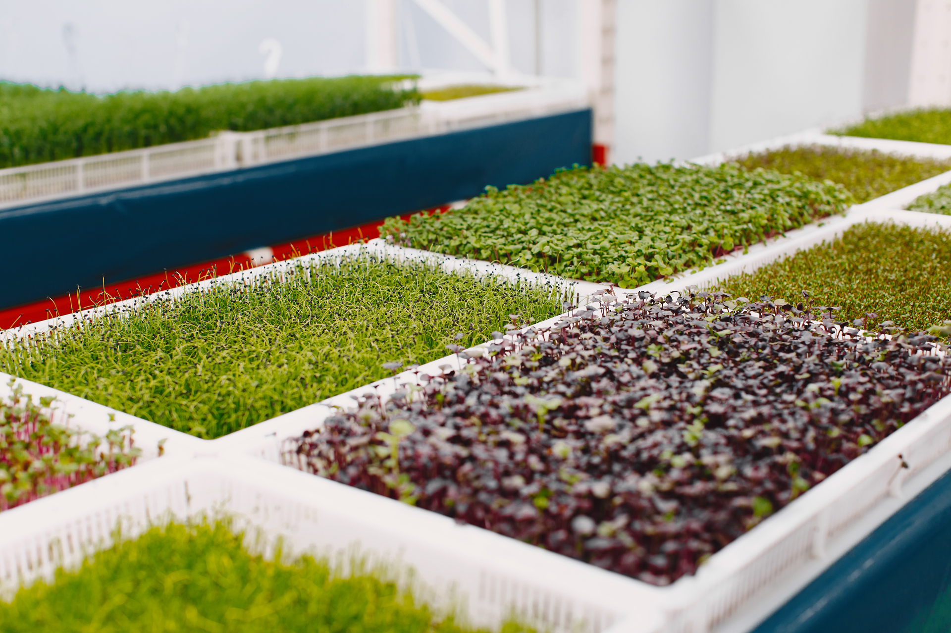 Vertical Farming Herbs