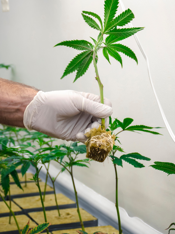 Cannabis cultivation facility compliant with GACP standards