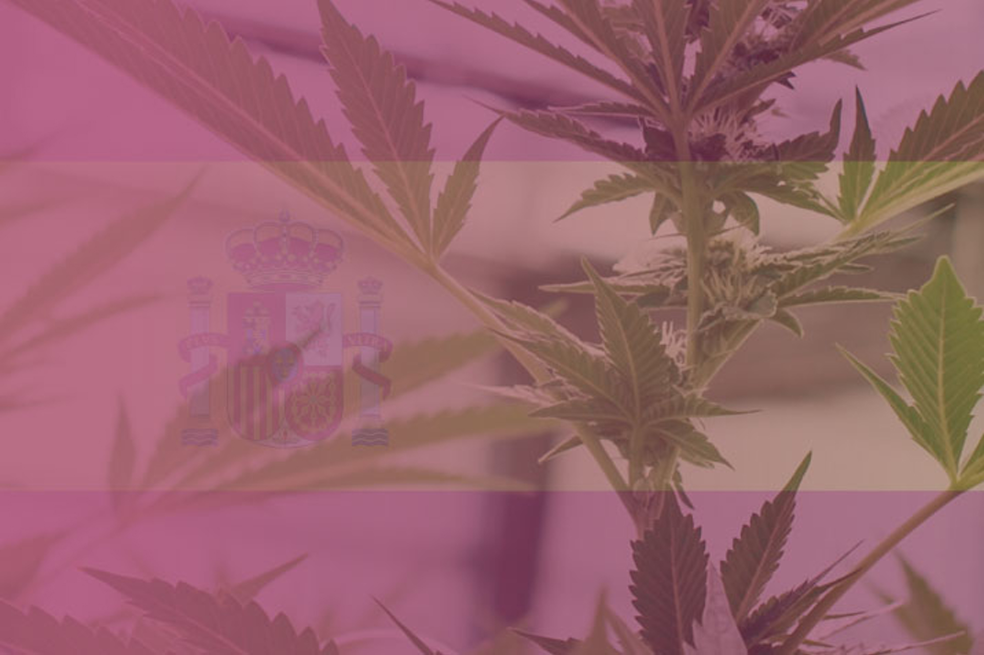 Greenhouse Cannabis Cultivation in Spain: Regulatory Landscape and Market Trends