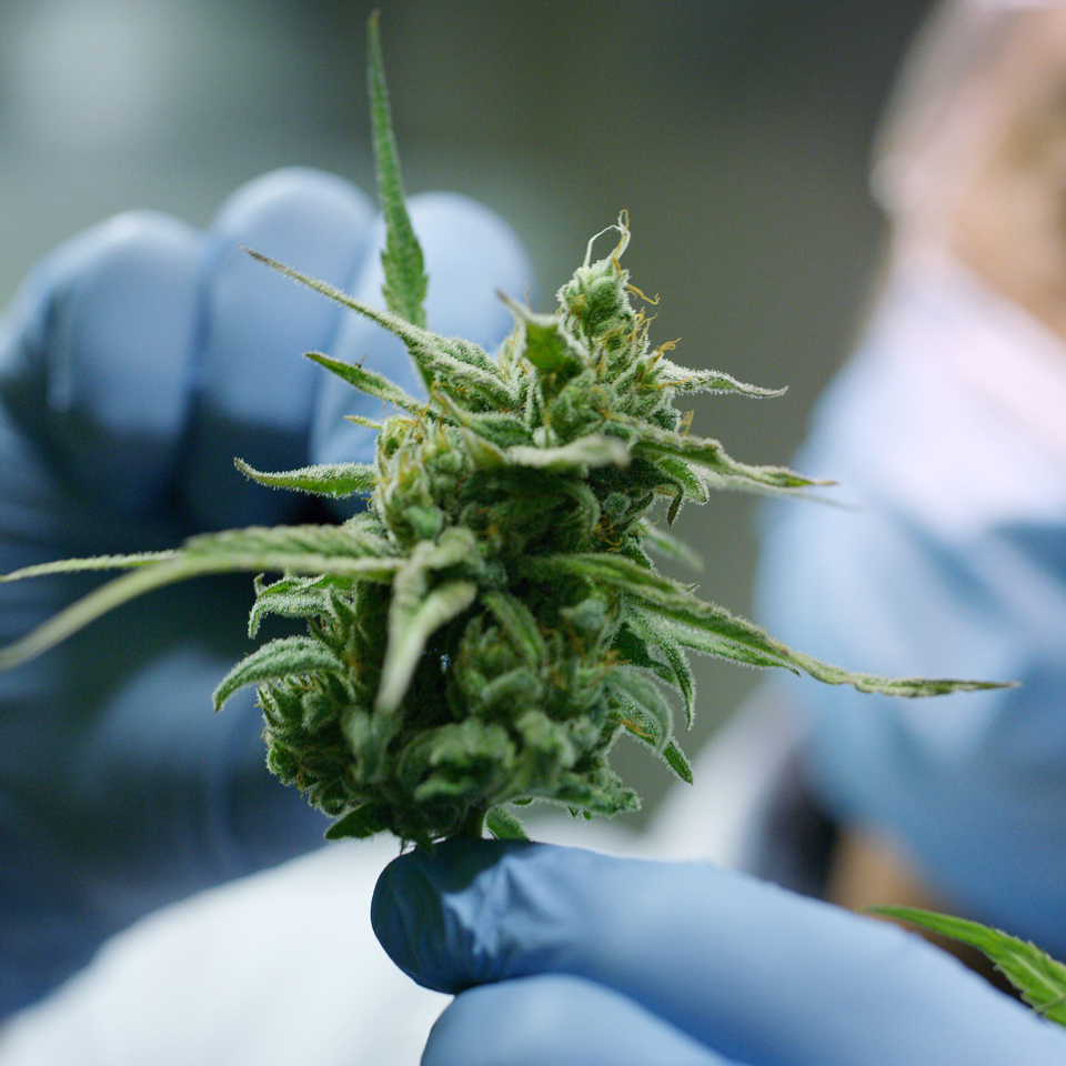 Cannabis medical research conducted in greenhouse facility