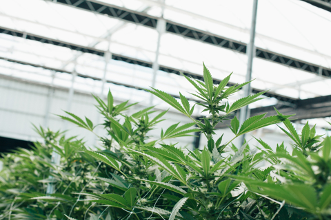 Cannabis cultivation in a controlled greenhouse environment