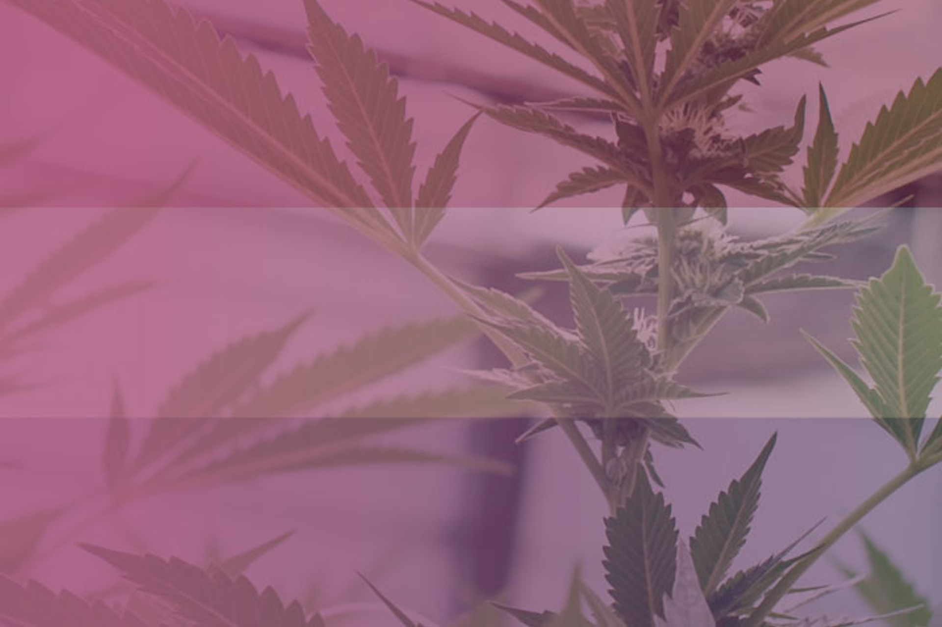 Greenhouse Cannabis in the Netherlands: Regulations and Opportunities