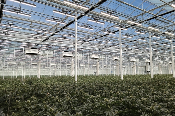 Cannabis plants nearing harvest in a greenhouse