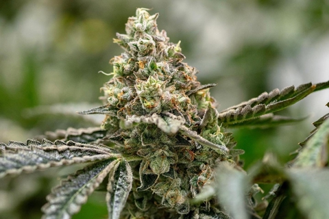 Cannabis plants thriving in a Dutchgreenhouse