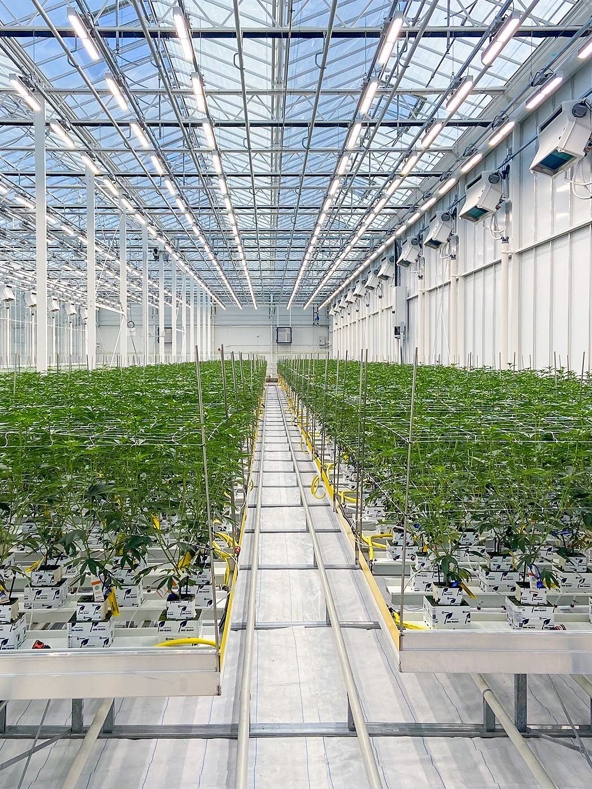 Cannabis grow room with controlled environment in greenhouse facility