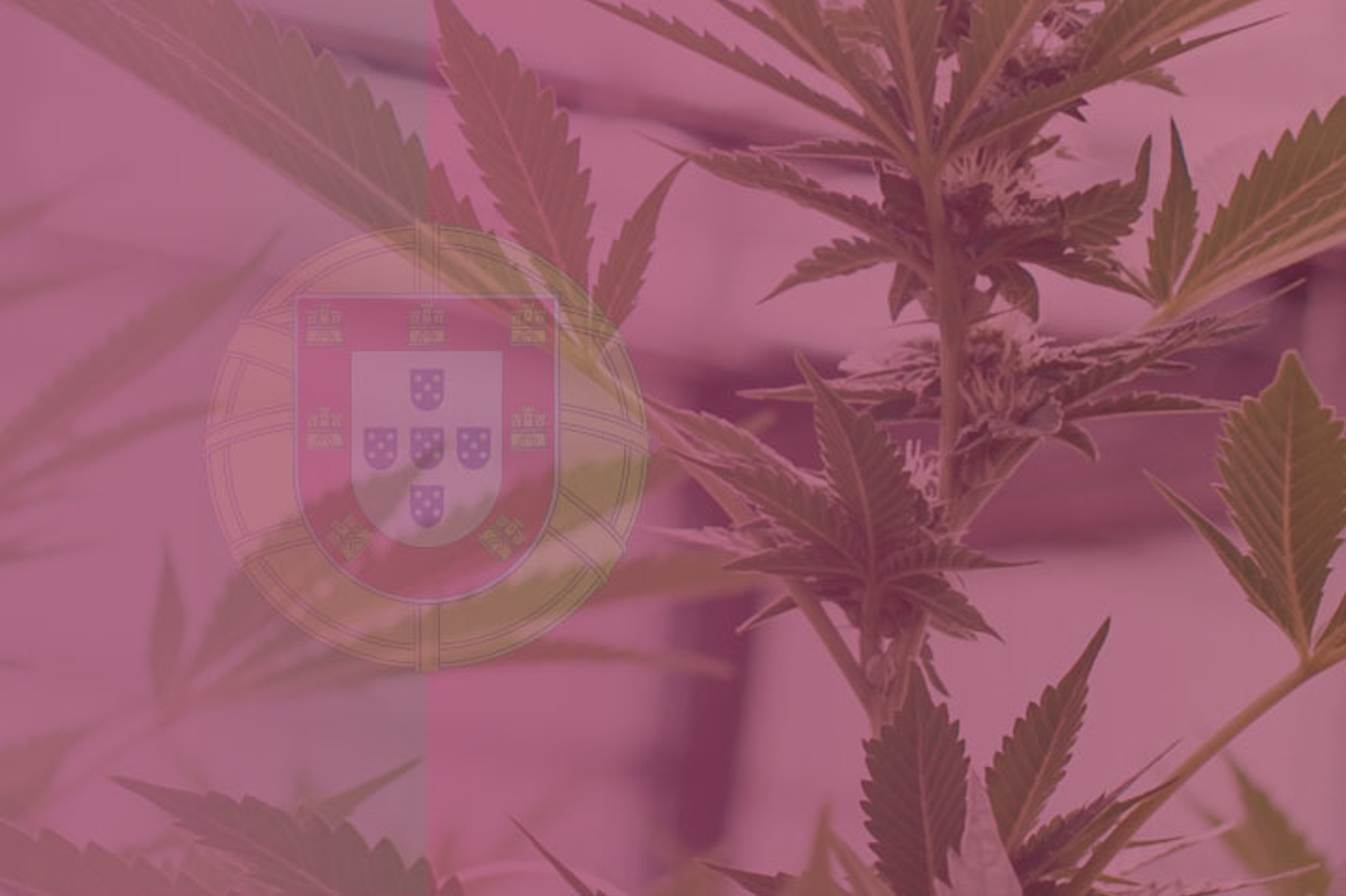 Greenhouse Cannabis Cultivation in Portugal: Regulations and Industry Insights