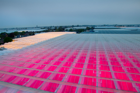 Greenhouse lights pink