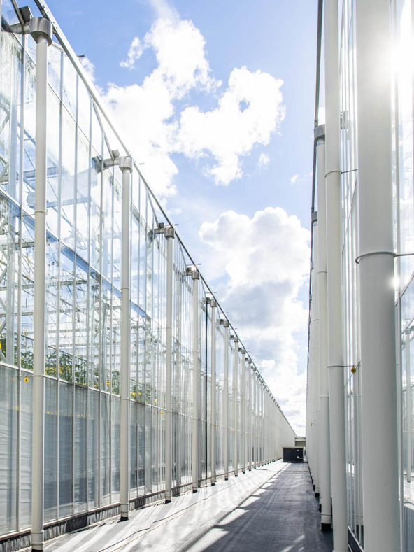 Combivliet Dutchgreenhouses!