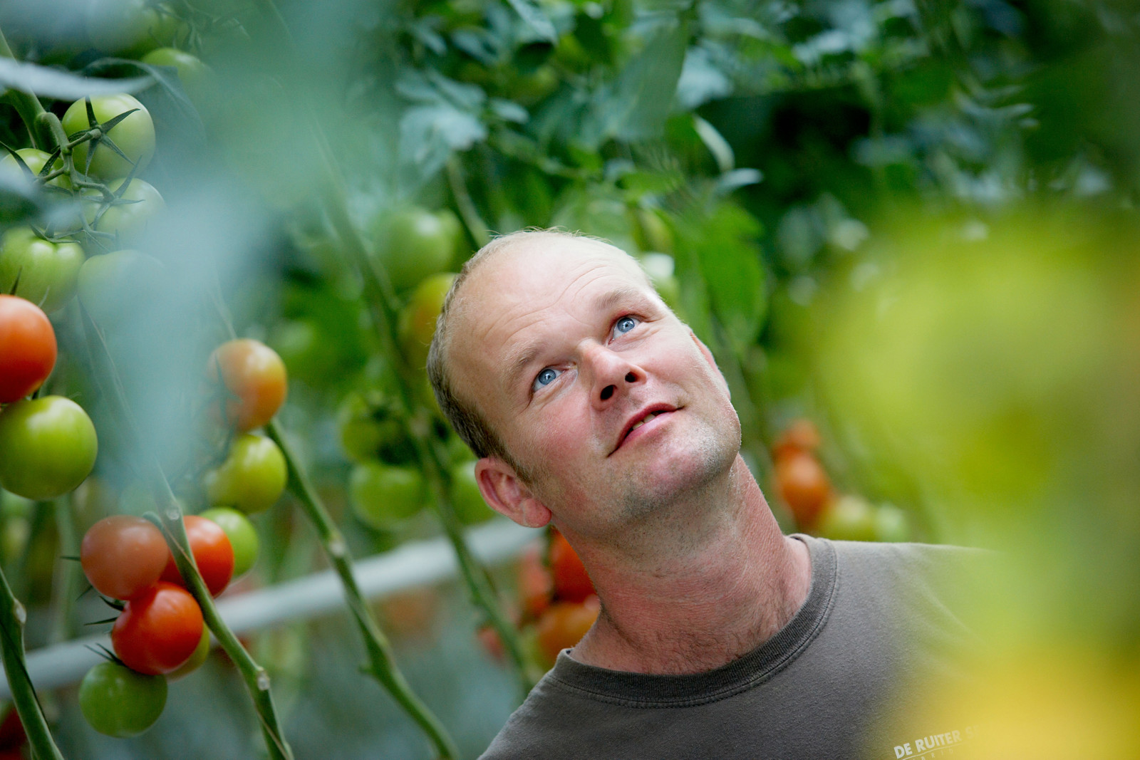 Greenhouse with tomatoes — Grow Like a Pro