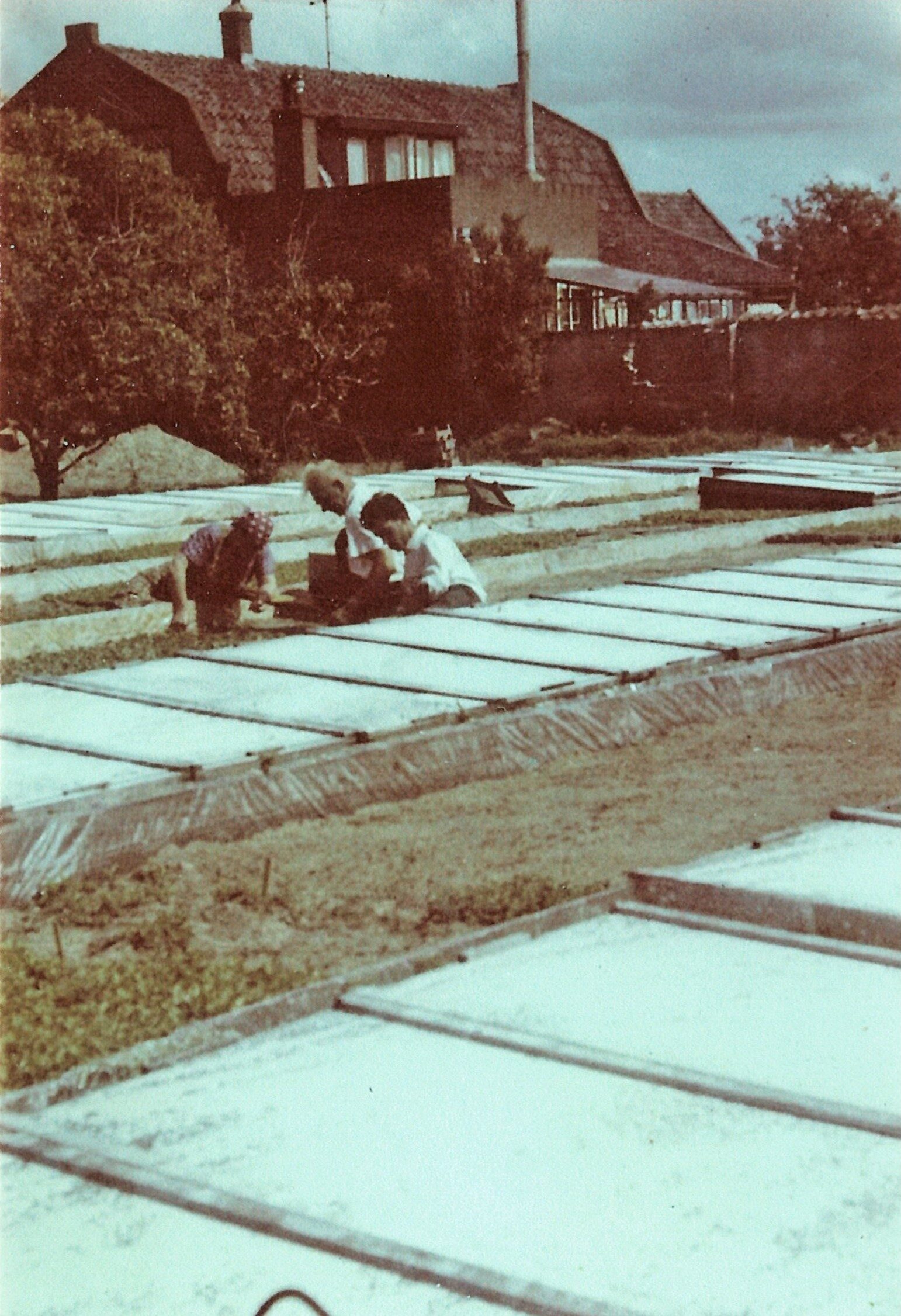 Historic Westland greenhouse property